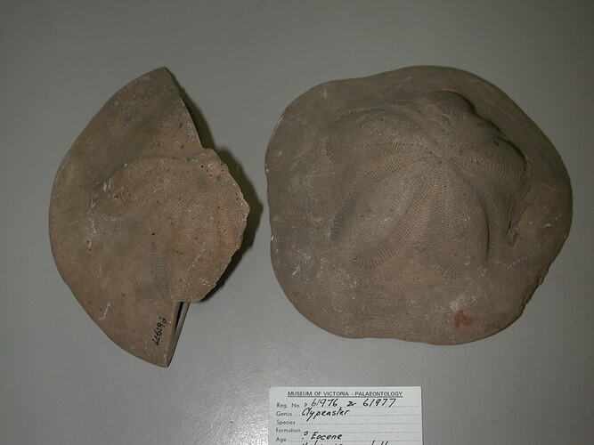 Echinoidea, fossil sea urchin.  Registration no. P 61976 & P 61977.