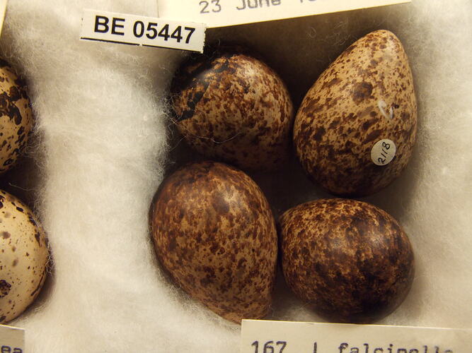 Close up of four bird eggs with specimen labels.