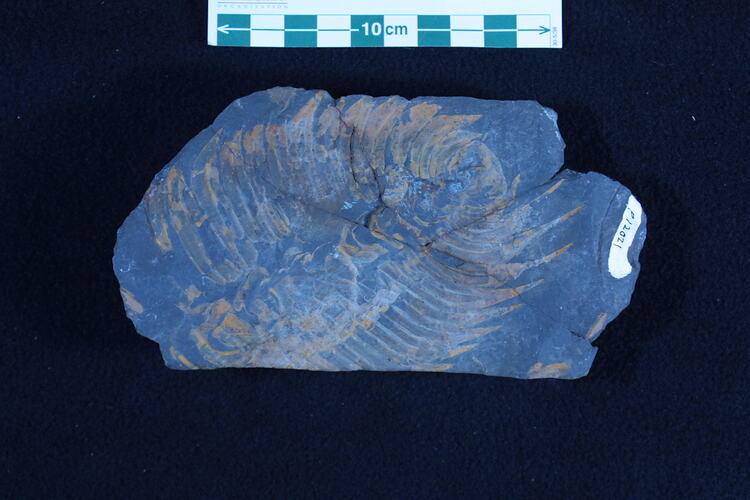 <em>Paradoxides gracilis</em>, trilobite. [P 12021]