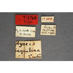 Handwritten specimen labels.