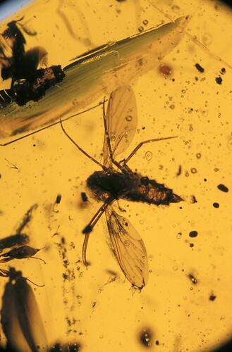 Insect, wings spread, in amber.