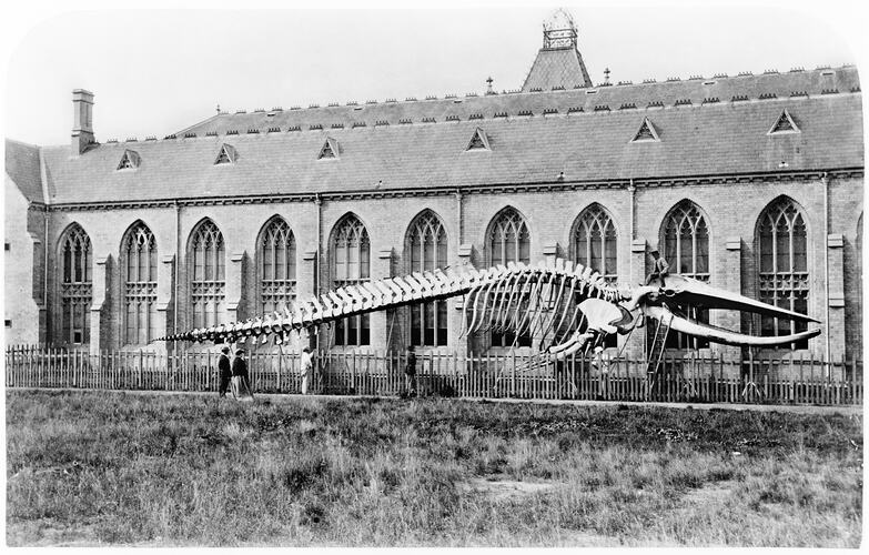 Whale skeleton outside an old building.