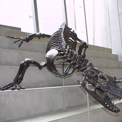 Fossil goanna skeleton on dispaly in museum gallery.