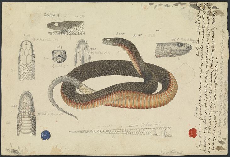 Drawing of a coiled snake plus anatomical details.