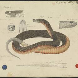 Drawing of a coiled snake plus anatomical details.