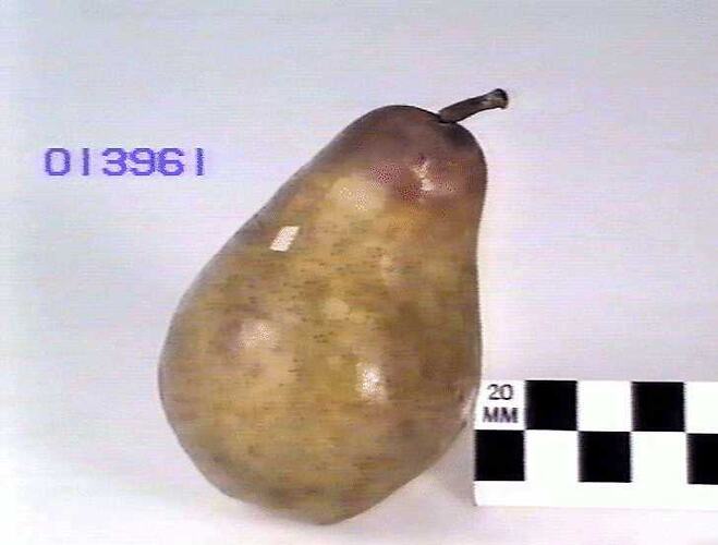 Pear Model - Uvedales Saint Germain, Richmond, Victoria, 1875