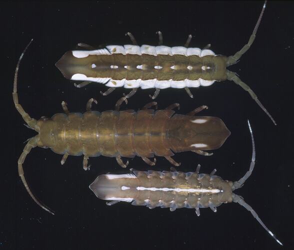 <em>Euidotea peronii</em>, Sea Centipede. [J 20474]
