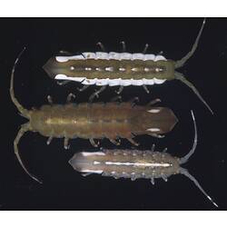 <em>Euidotea peronii</em> (Milne Edwards, 1840)