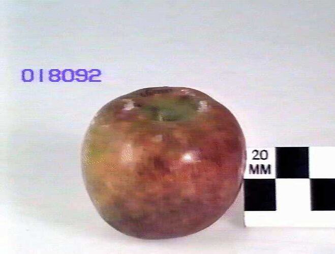 Apple Model - Cellin, Hazelglen, Victoria, 1875