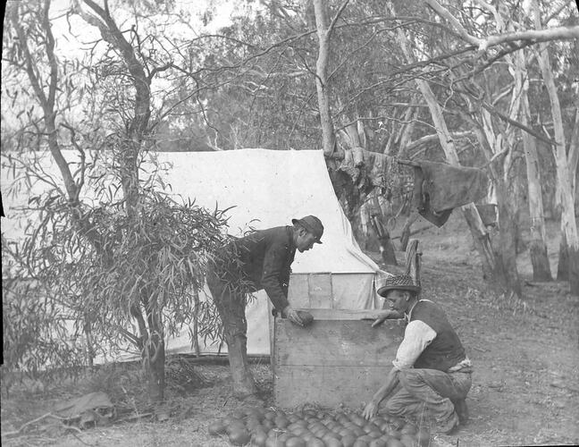 Lantern Slide - Collecting Emu Eggs, Riverina, New South Wales, Jun 1895. [BA 1467]
