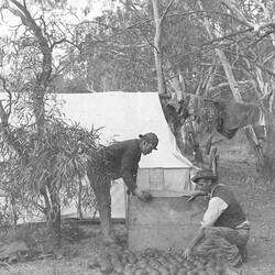 Lantern Slide - Collecting Emu Eggs, Riverina, New South Wales, Jun 1895
