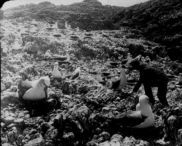 Lantern Slide - Albatross Rock Rookery, Tasmania, Australia, Date Unknown [BA 1522]