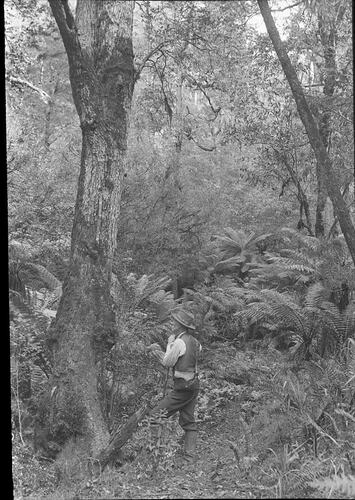 Lantern Slide - A.J. Campbell, Upper Yarra Track, Victoria, Date Unknown. [BA 1817]