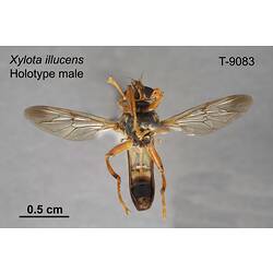 Hover Fly specimen, male, ventral view.