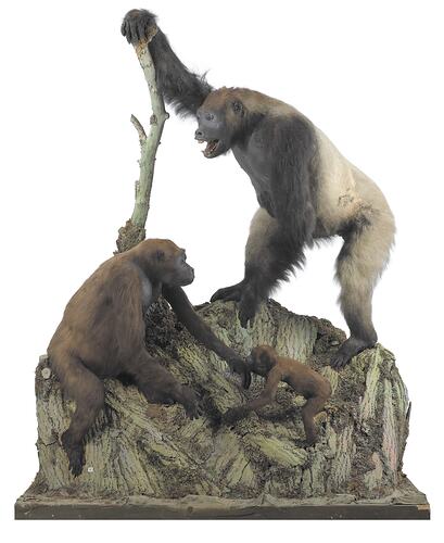 Two adult and one baby gorillas in a diorama.