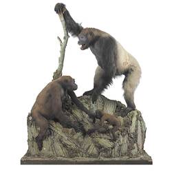 Two adult and one baby gorillas in a diorama.