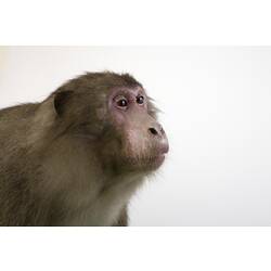 Side view of Japanese Macaque specimen's head.