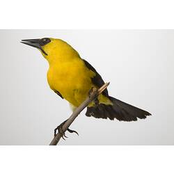 <em>Gymnomystax mexicanus</em>, Oriole Blackbird, mount.  John Gould Collection.  Registration no. 14078.