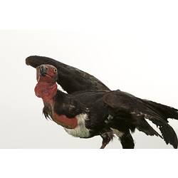 Black bird with bald red head and neck, mounted standing with wings spread.