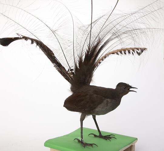 <em>Menura novaehollandiae victoriae</em>, Superb Lyrebird, mount.  Registration no. B 21122.