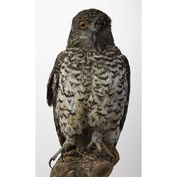 Front view of mounted Powerful Owl specimen.