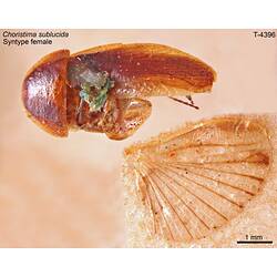 Cockroach specimen, dorsal view.