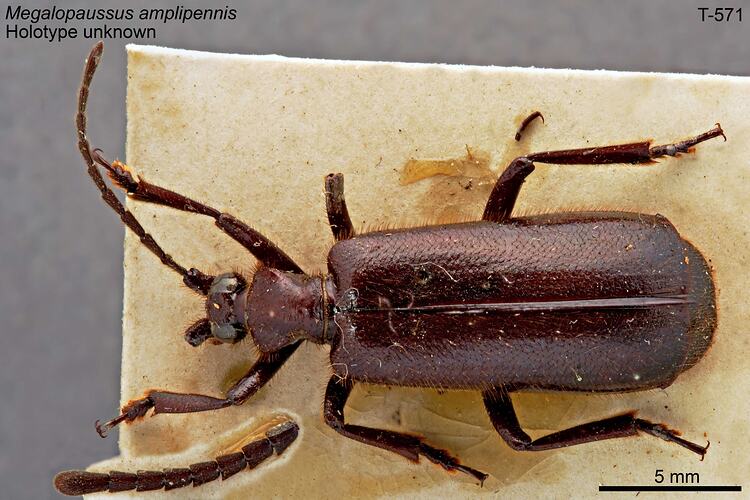 Beetle specimen, dorsal view.