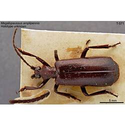 Beetle specimen, dorsal view.