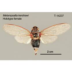 Cicada specimen, female, dorsal view.