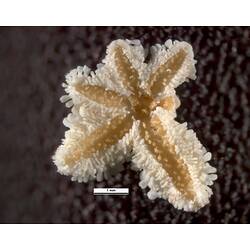 Ventral view of cream-coloured seastar specimen.