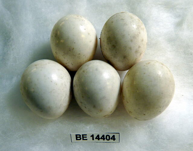 Five bird eggs with specimen label.
