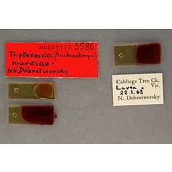 Partial insect preparation on slide with specimen labels.