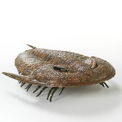 Model of trilobite, front view.