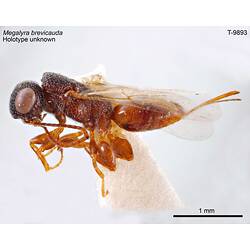 Wasp specimen, lateral view.