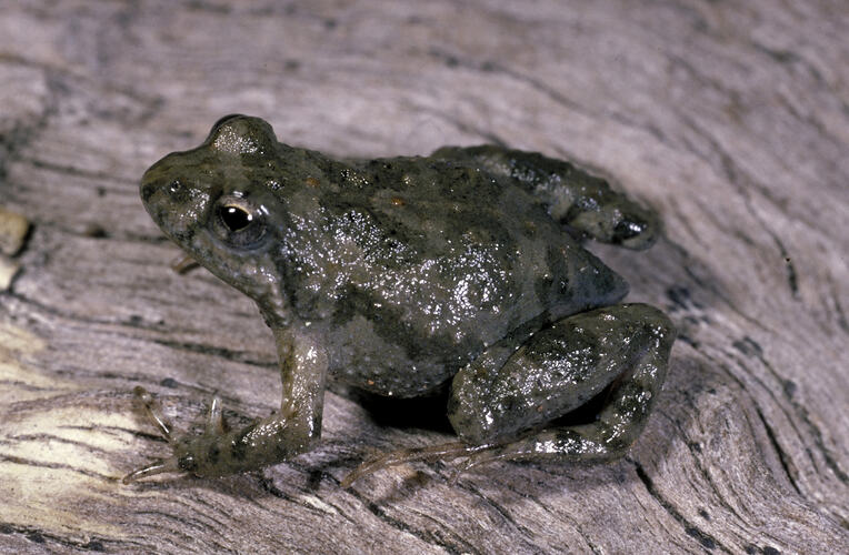 Frog on wood.