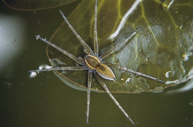 Dolomedes, Water Spider