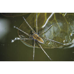 A Water Spider walking on water above a leaf.