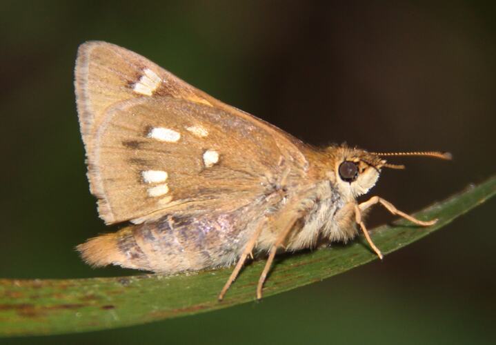 A Golden-haired Sedge-skipper butterfly on grass, showing the underside of the wings.