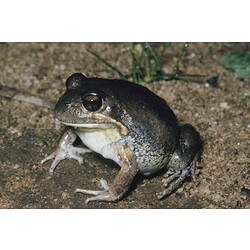 An Eastern Banjo Frog sitting on sand.