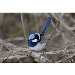 A Superb Fairy-wren perched on a branch.
