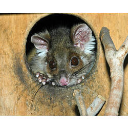 A Common Ring-tailed Possum peering out of a nest box.