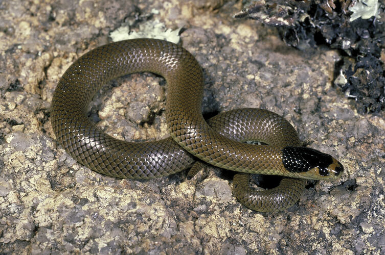 A Little Whip Snake on a rocky surface.
