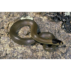 A Little Whip Snake on a rocky surface.