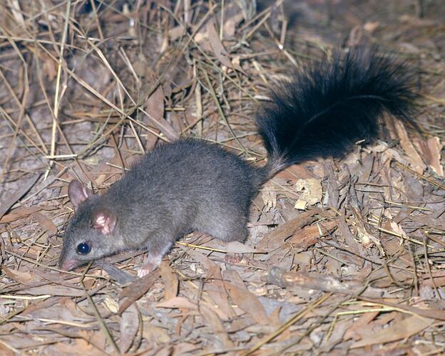 A Brush-tailed Phascogale on leaf litter.