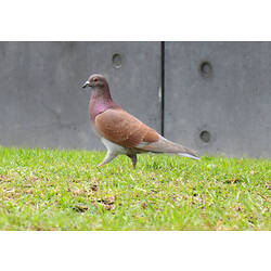 A bird, the Feral Pigeon, walking across grass.