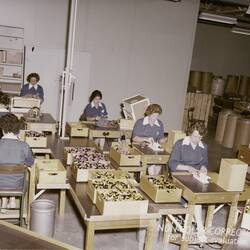 Six women working at desks in a Kodak factory.