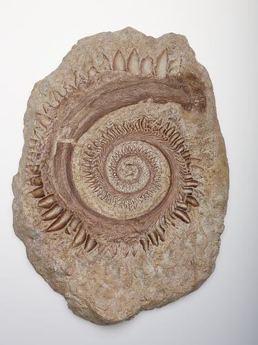 <em>Helicoprion ferrieri</em>, shark.  Registration no. P 205376.