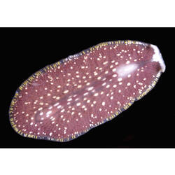 Dorsal view of flatworm.