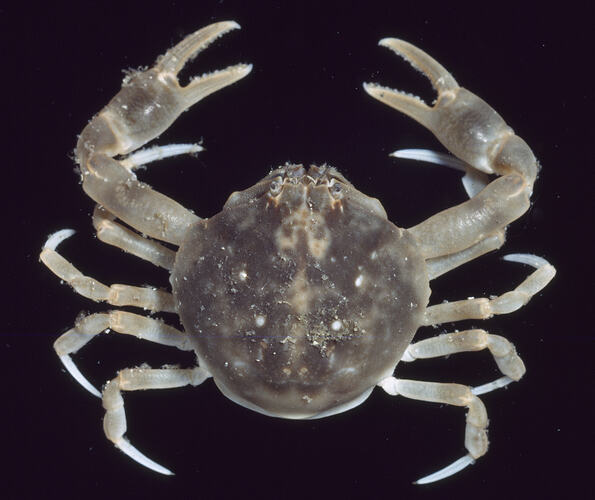 Dorsal view of Smooth Pebble Crab against black background