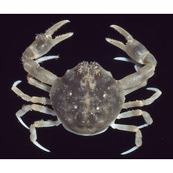 Dorsal view of Smooth Pebble Crab against black background